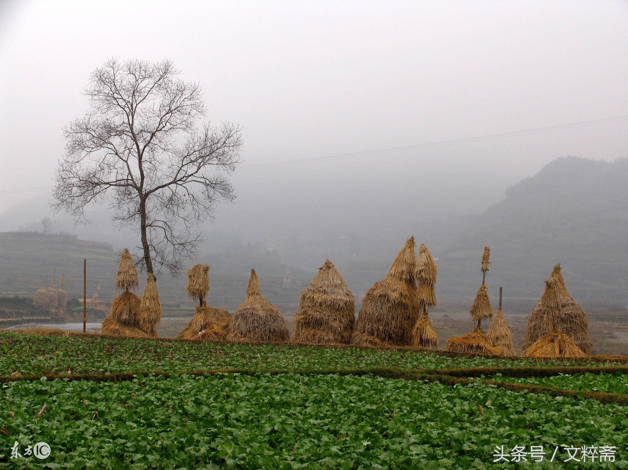 五言雷歌梦里故乡,美文梦中的故乡