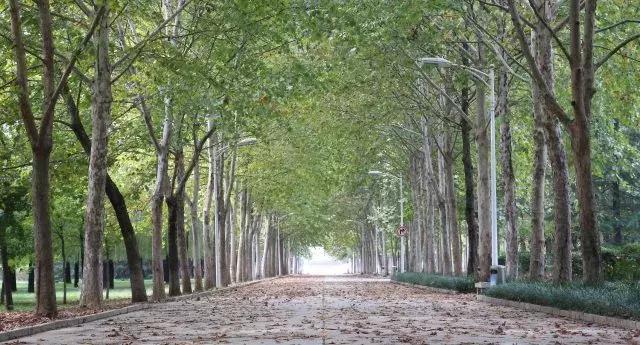 历城二中文化墙,手绘二年级作品