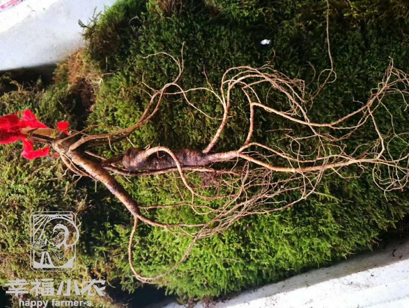 买人参科普,网上买的干人参应该关注哪几点