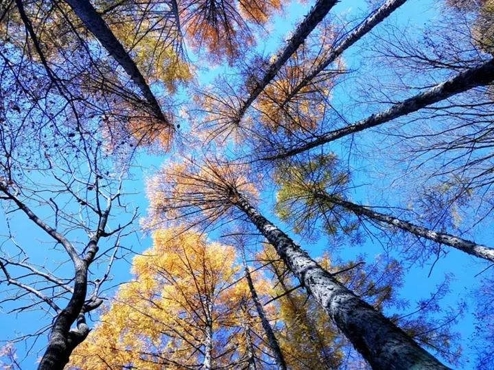 大叔评论照片,大叔自拍评价长相