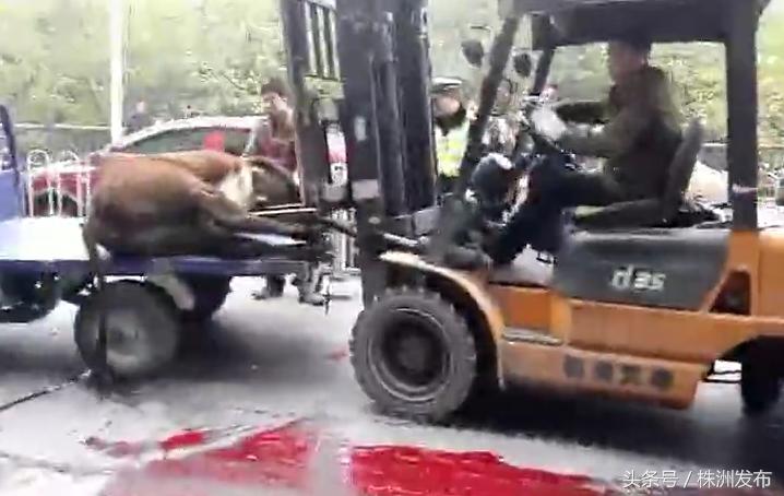有人肋骨被顶断，有人牙齿摔断……疯牛昨日大闹石宋路