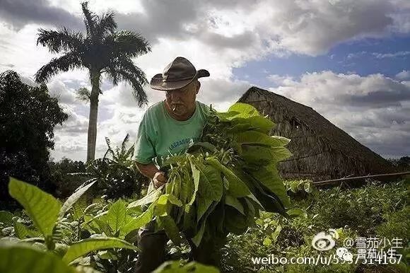 常见雪茄烟,常见古巴雪茄