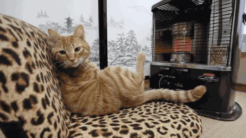 北方的猫过冬靠暖气，那南方的猫靠啥？