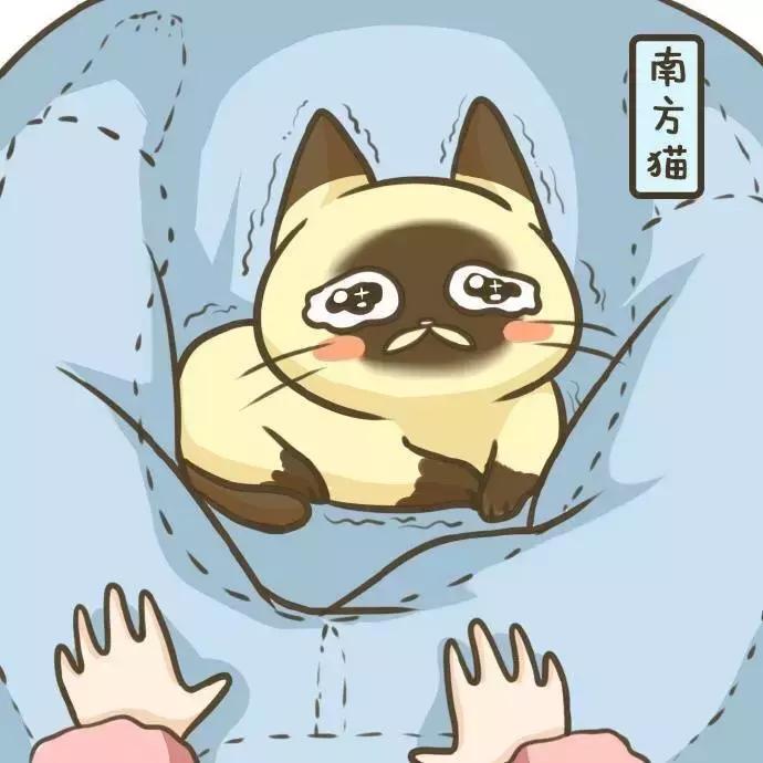 北方的猫过冬靠暖气，那南方的猫靠啥？