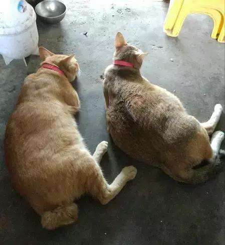 北方的猫过冬靠暖气，那南方的猫靠啥？