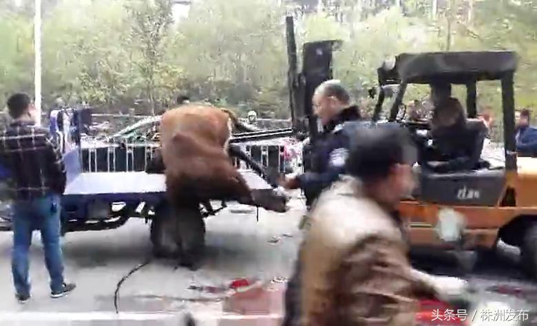 有人肋骨被顶断，有人牙齿摔断……疯牛昨日大闹石宋路