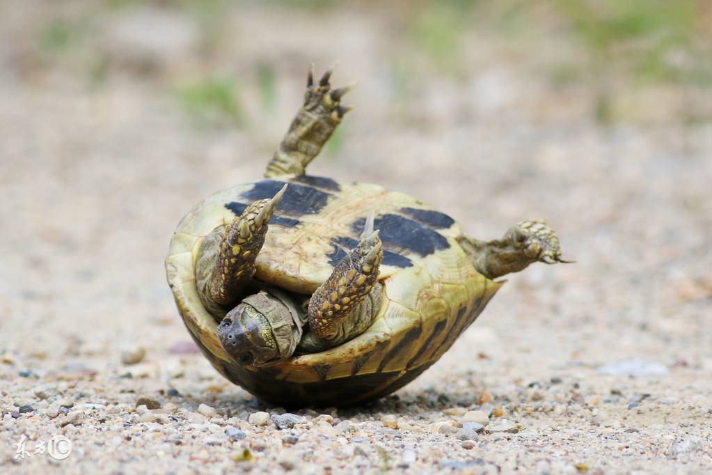 乌龟咬人痛不痛,乌龟臭不臭
