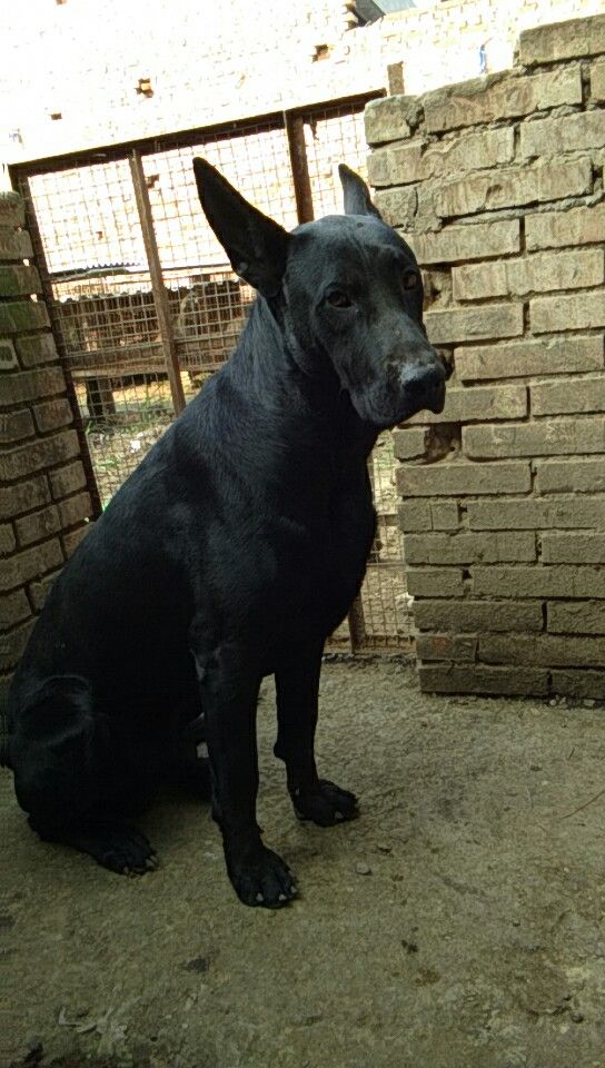 黑狼犬好训吗多大才能训练,训练黑狼犬的方法视频