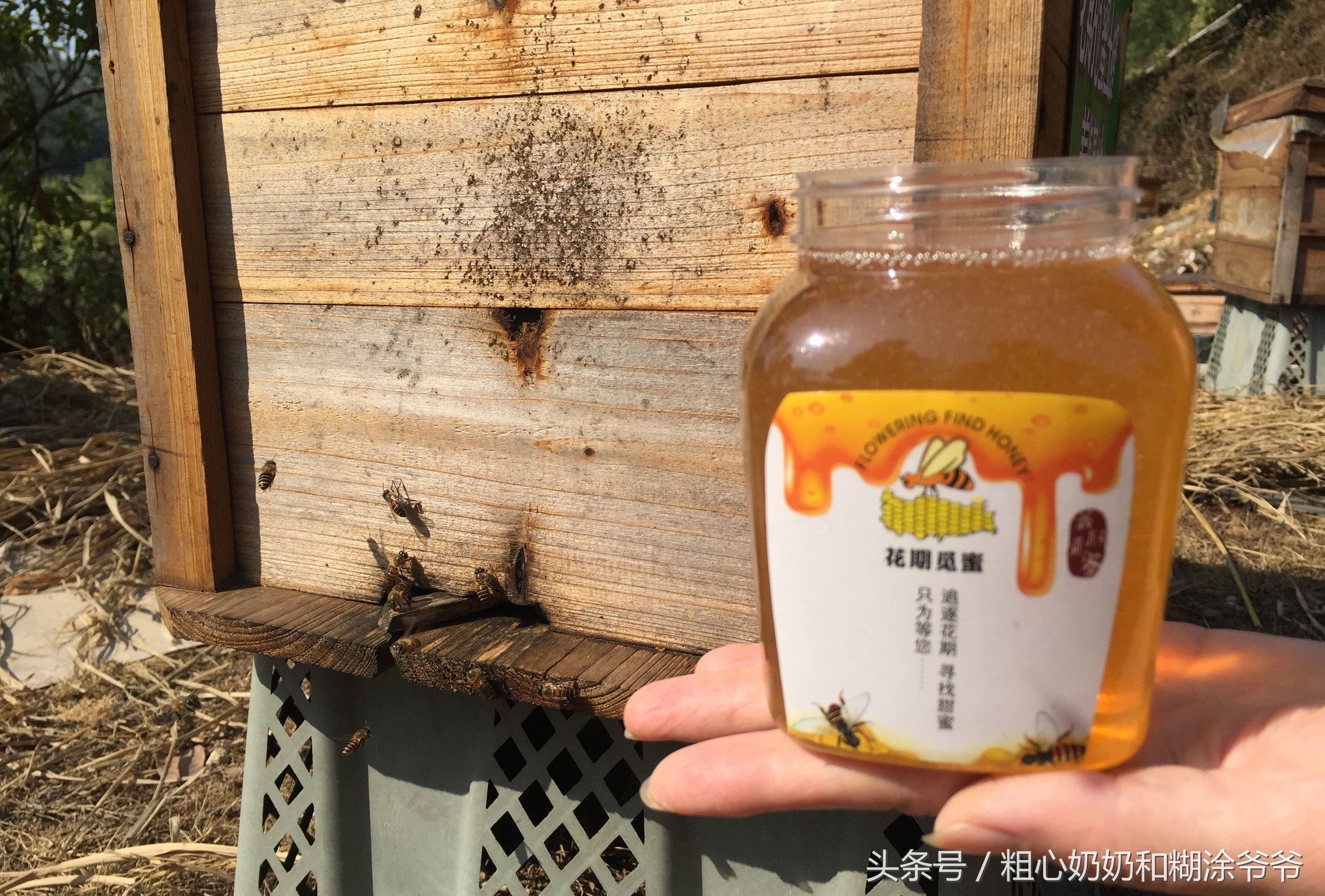 原生态土蜂鸭脚木冬蜜,土蜂鸭脚木冬蜜价格表