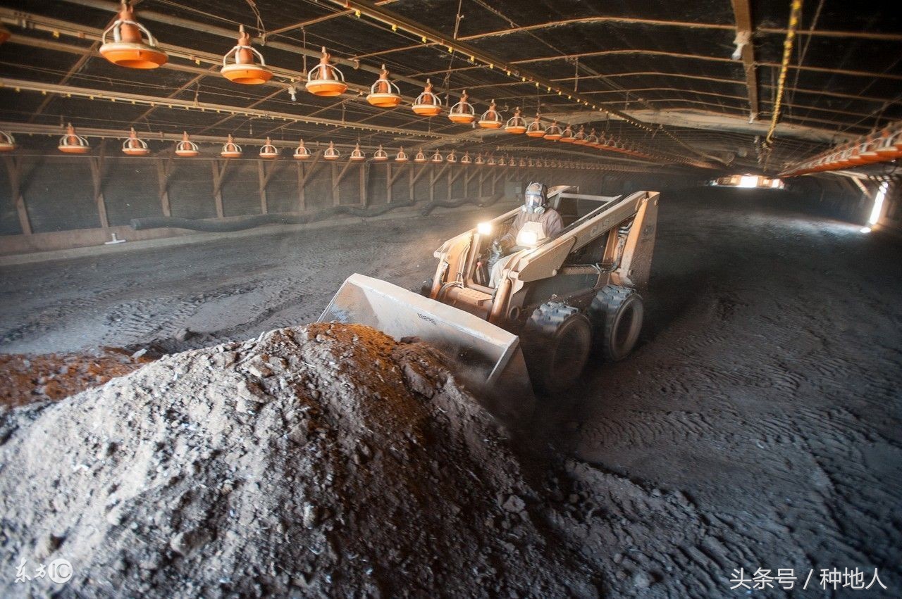 如何将晒干的鸡粪发酵成有机肥米,鸡粪怎样发酵成有机肥