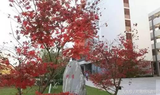 昆十中学校怎么样,昆十中文科实力