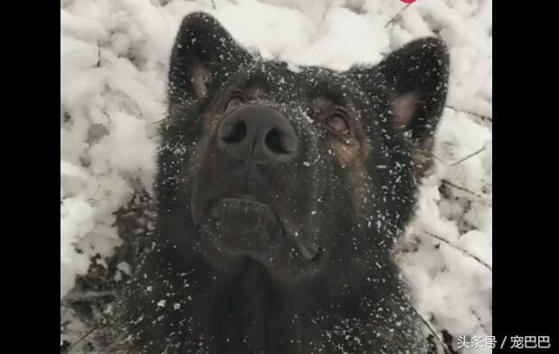 狗狗失恋的场景,狗狗失恋叫得真伤心