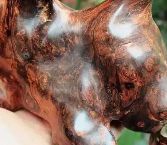 揭秘海南黄花梨,海南黄花梨是怎样才是真的