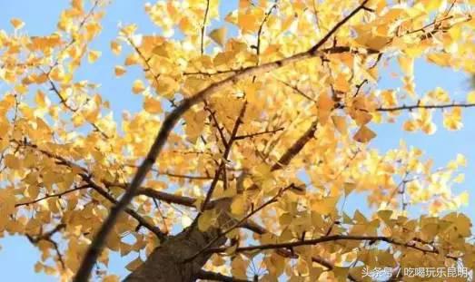 昆十中学校怎么样,昆十中文科实力