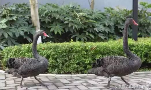 昆十中学校怎么样,昆十中文科实力