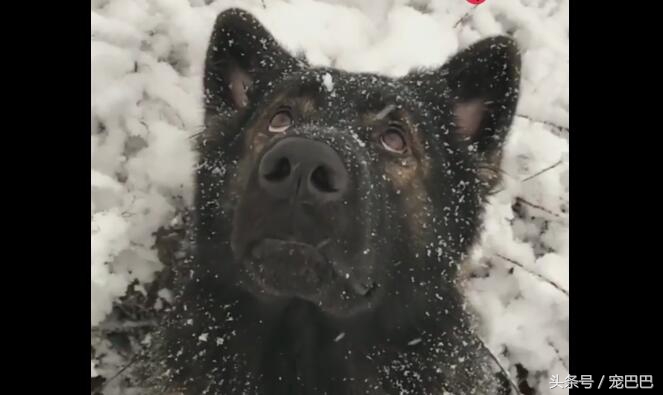 狗狗失恋的场景,狗狗失恋叫得真伤心