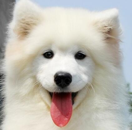 纯种萨摩耶犬怎么挑,萨摩耶犬多少钱一只纯种