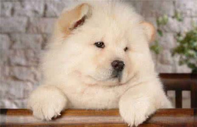 松狮狗多少钱,松狮犬大概多少钱一只幼犬图片