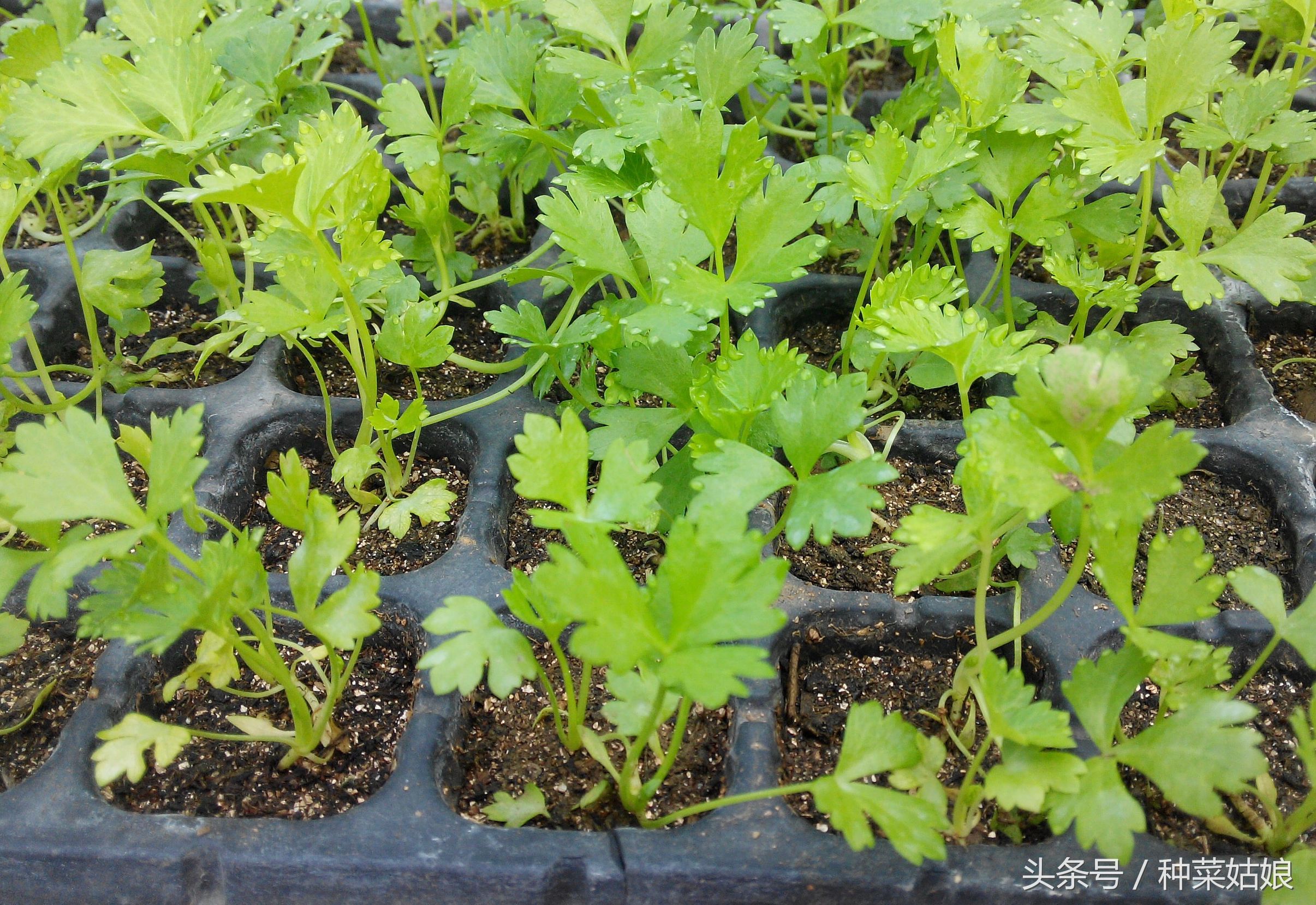 芹菜怎么种深出苗快,种植芹菜出苗后长得慢怎么办