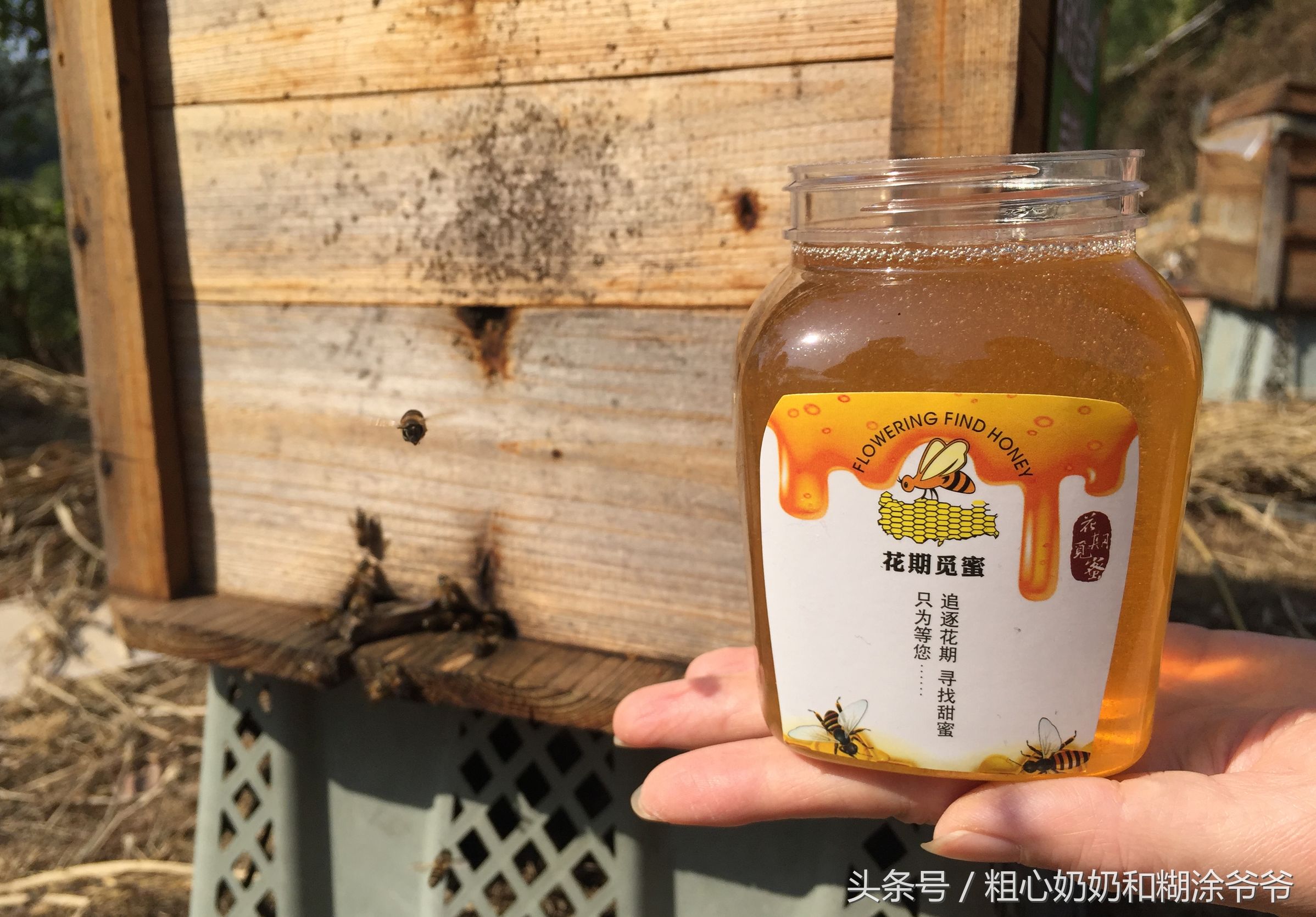 原生态土蜂鸭脚木冬蜜,土蜂鸭脚木冬蜜价格表