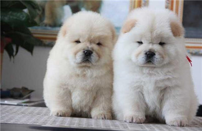 松狮狗多少钱,松狮犬大概多少钱一只幼犬图片