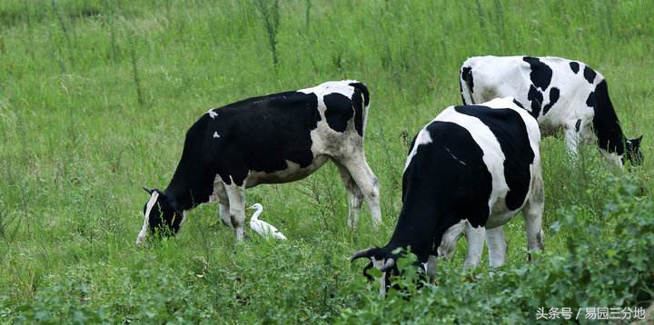 十二生肖生于亥时的解析,六十甲子属相论命之丑牛