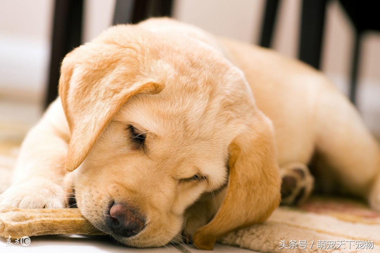 宠物急救视频,宠物狗急救怎么处理