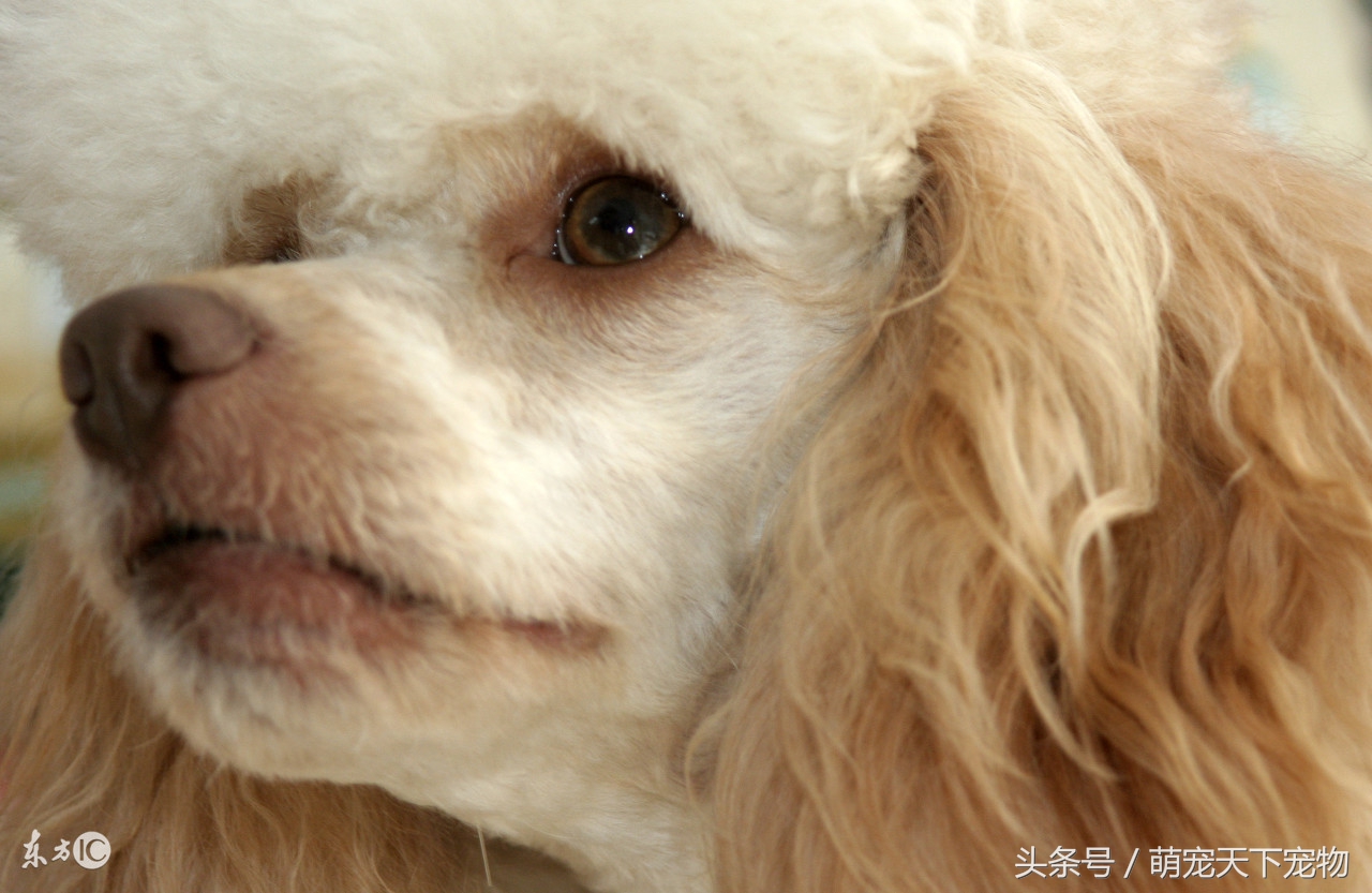 狗狗健康饮食护肤知识,狗狗便便看健康