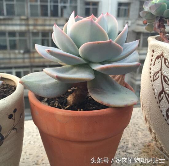 大棚买多肉,多肉大棚买多肉贵不贵