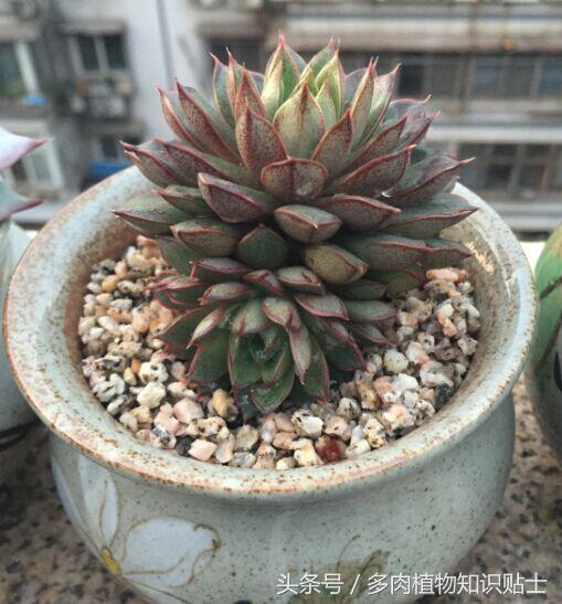 大棚买多肉,多肉大棚买多肉贵不贵