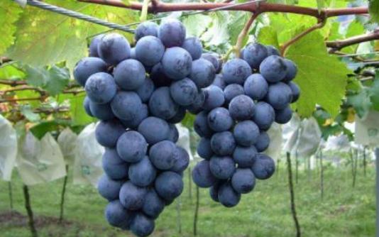 最补血的竟然不是阿胶，红枣，真正的补血圣品原来是它！你知道吗