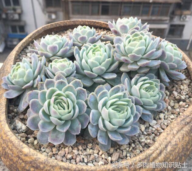 大棚买多肉,多肉大棚买多肉贵不贵