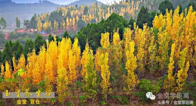 国家森林康养基地示范县,国家级全域森林康养试点建设县