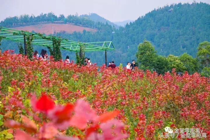 国家森林康养基地示范县,国家级全域森林康养试点建设县
