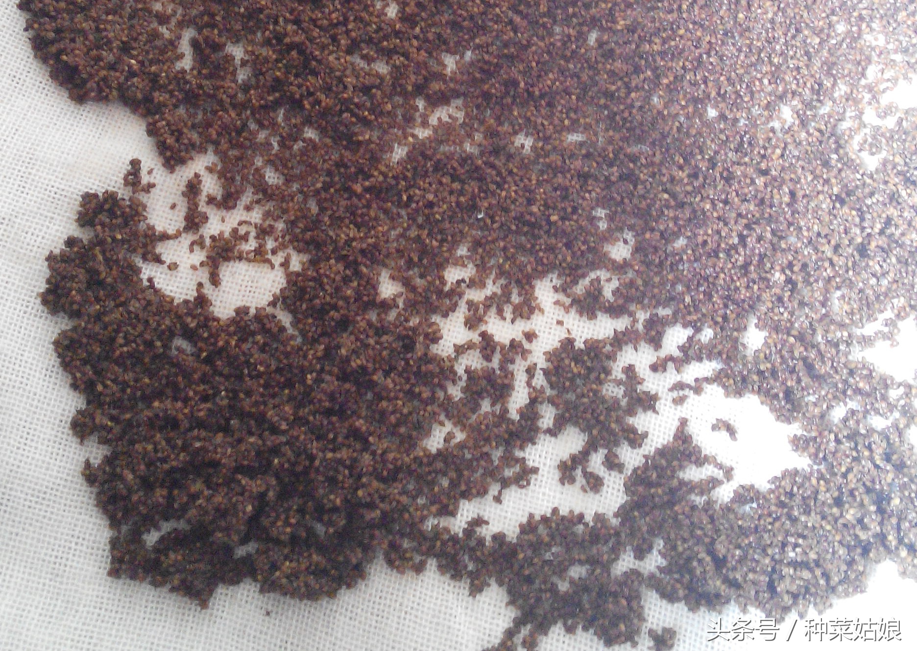 芹菜怎么种深出苗快,种植芹菜出苗后长得慢怎么办