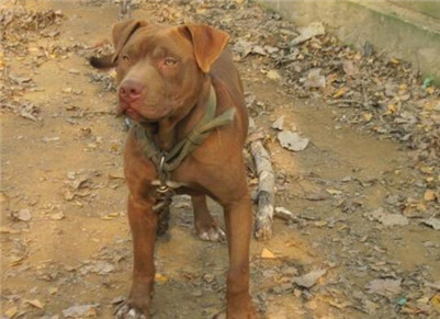 比特犬脑炎症状,比特犬怎么防止生病