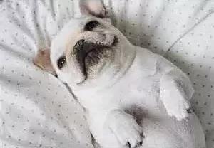 小法斗几月份是最难看的,小法斗比较瘦正常吗