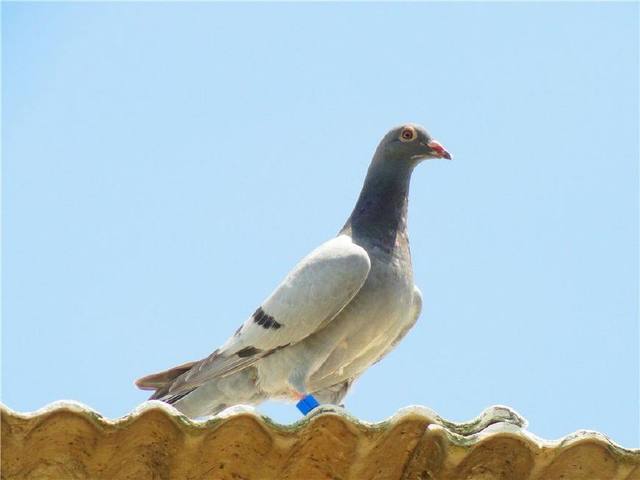 新手鸽友怎么做能使鸽子保持健康,用这几招养的鸽子个个活泼可爱