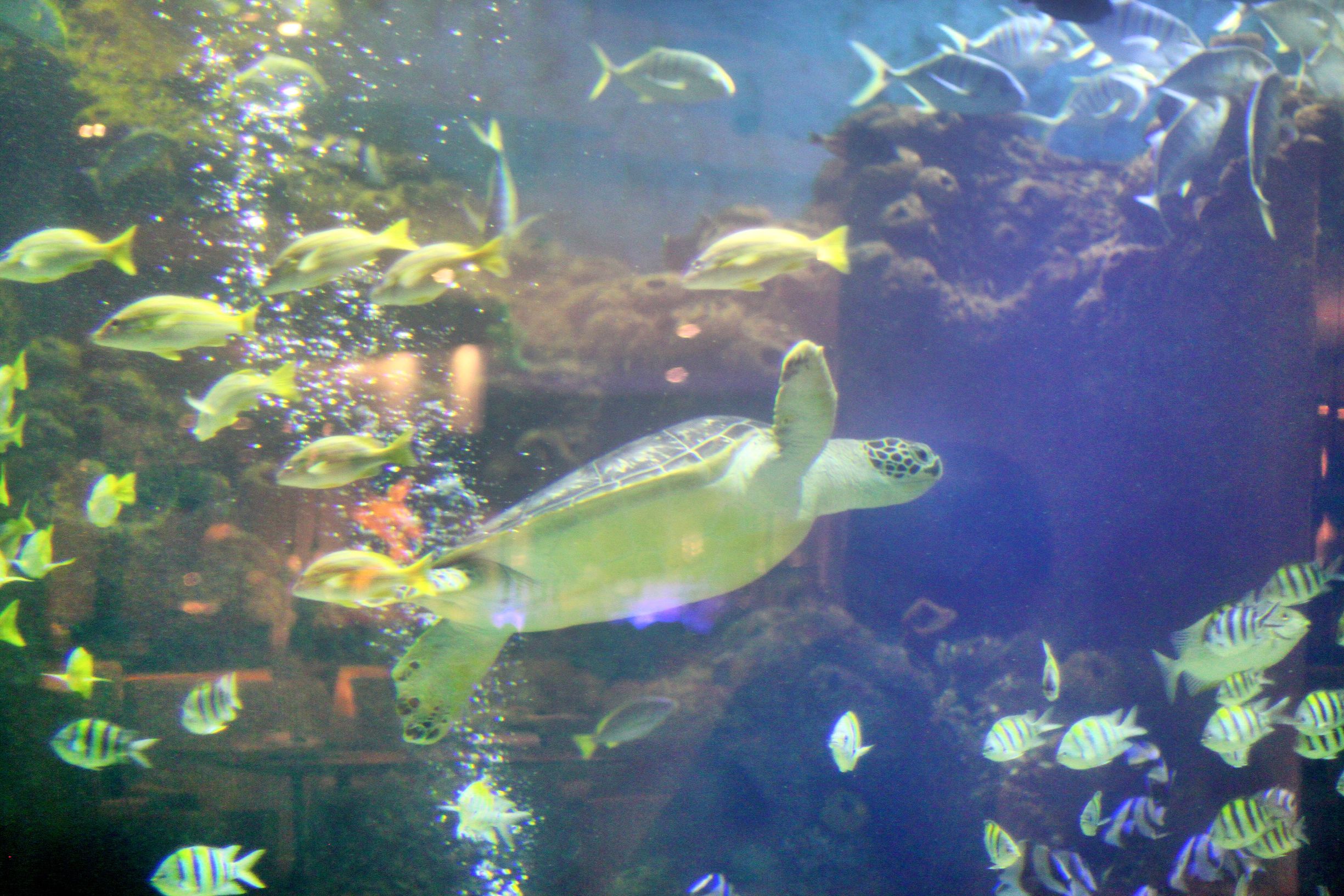 三亚度假之旅完美结束,三亚度假巨无霸五天五夜玩不腻