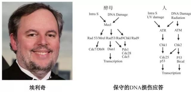 造酒，酿醋，拿诺奖：“下得了厨房上得了厅堂”的神奇酵母