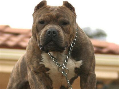 比特犬脑炎症状,比特犬怎么防止生病