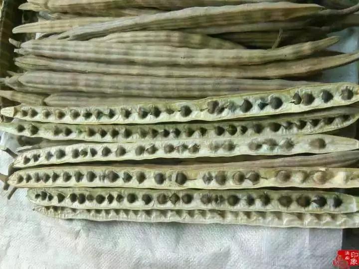 你很可能吃了一个“假”的辣木籽！