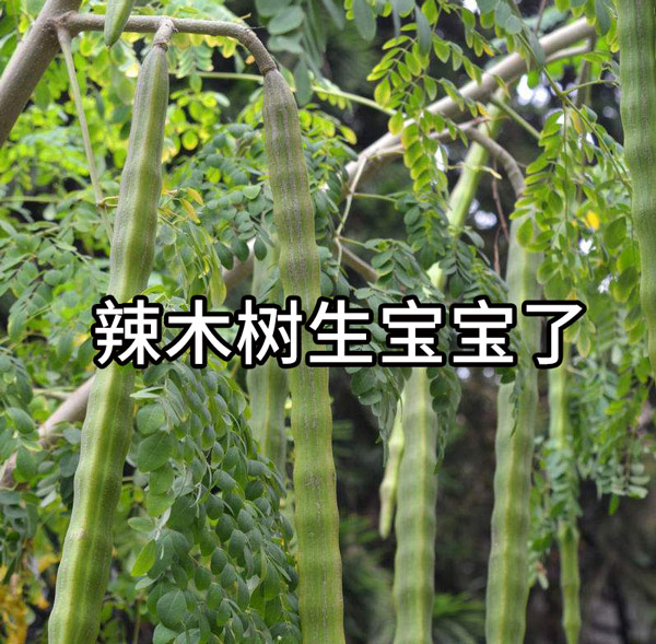 你很可能吃了一个“假”的辣木籽！