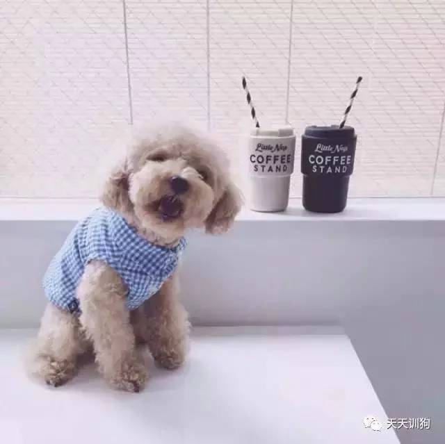 狗狗绝育知识及关注事项