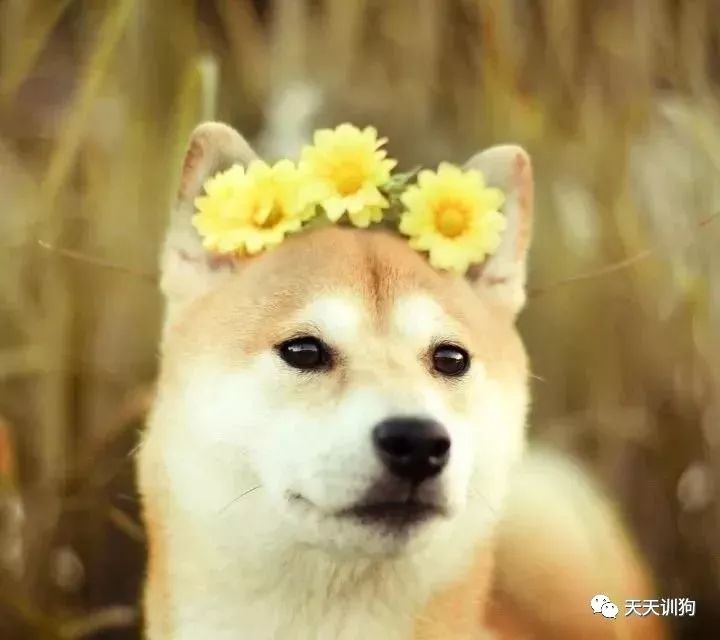 狗狗绝育知识及关注事项