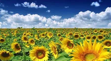 八年级unit9-10单元试卷,八上英语8单元测试题