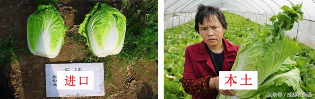 进口种子价格一览表,进口种子按粒卖