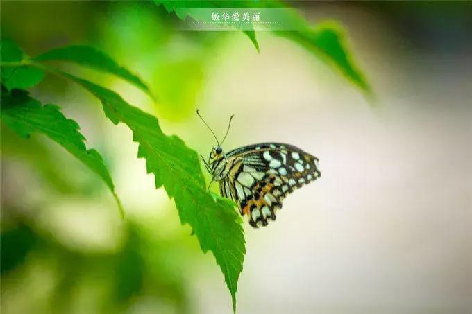 柬埔寨美食攻略大全,柬埔寨美食推荐