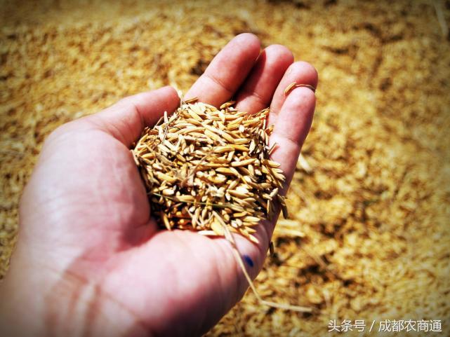 进口种子价格一览表,进口种子按粒卖