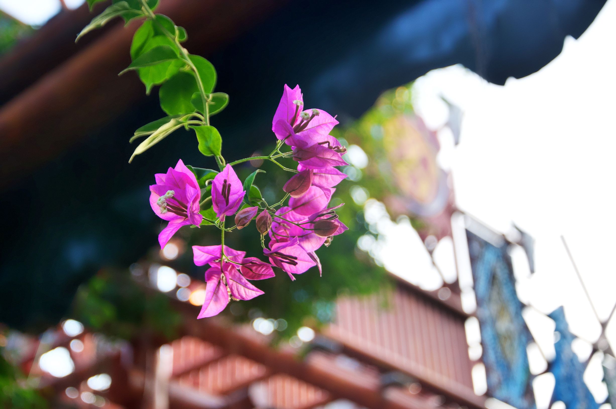三亚度假之旅完美结束,三亚度假巨无霸五天五夜玩不腻